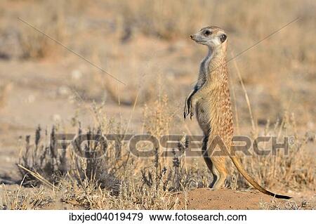 Meerkat (Suricata suricatta), stehendes Weibchen, aufmerksam, Kgalagadi-Transfrontier-Nationalpark, Provinz Nordkap, Sudafrika, Afrika View Large Photo Image Stock Photo - Meerkat (Suricata suricatta), stehendes Weibchen, aufmerksam, Kgalagadi-Transfrontier-Nationalpark, Provinz Nordkap, Sudafrika, Afrika. Fotosearch