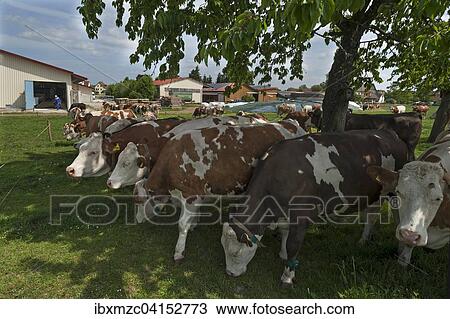 Milchkuhe, Fleckvieh, auf der Weide, Bayern, Deutschland, Europa View Large Photo Image Stock Image - Milchkuhe, Fleckvieh, auf der Weide, Bayern, Deutschland, Europa. Fotosearch