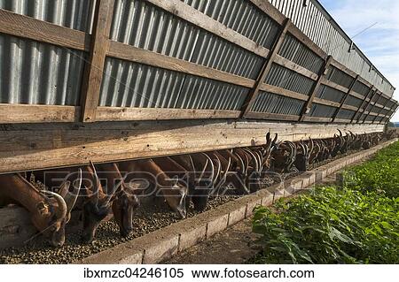 Stock Photography - Milchziegen beim Fressen in einem Stall, Othenstorf, Mecklenburg-Vorpommern, Deutschland, Europa. Fotosearch