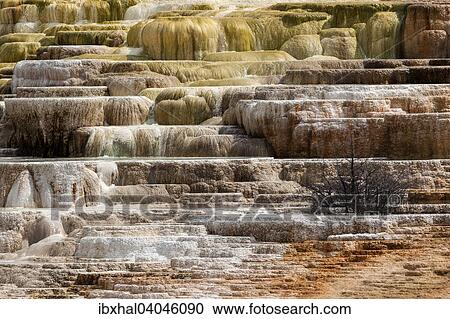 Minerva Terrace, Lower Terraces, Kalkstein-Sinterterrassen, heisse Quellen, Terrace Mountain, Mammoth Hot Springs, Yellowstone-Nationalpark, Wyoming, USA, Nordamerika View Large Photo Image Stock Image - Minerva Terrace, Lower Terraces, Kalkstein-Sinterterrassen, heisse Quellen, Terrace Mountain, Mammoth Hot Springs, Yellowstone-Nationalpark, Wyoming, USA, Nordamerika. Fotosearch