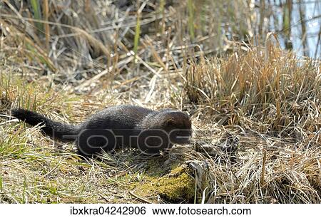 Mink (Neovison vison), Amerikanischer Nerz, Gr. Enzersdorf, Lobau, Niederosterreich, Osterreich, Europa View Large Photo Image Stock Photograph - Mink (Neovison vison), Amerikanischer Nerz, Gr. Enzersdorf, Lobau, Niederosterreich, Osterreich, Europa. Fotosearch