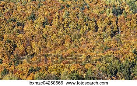 Mischwald im Herbst, Wichsenstein, Frankische Schweiz, Oberfranken, Bayern, Deutschland, Europa View Large Photo Image Stock Photograph - Mischwald im Herbst, Wichsenstein, Frankische Schweiz, Oberfranken, Bayern, Deutschland, Europa. Fotosearch