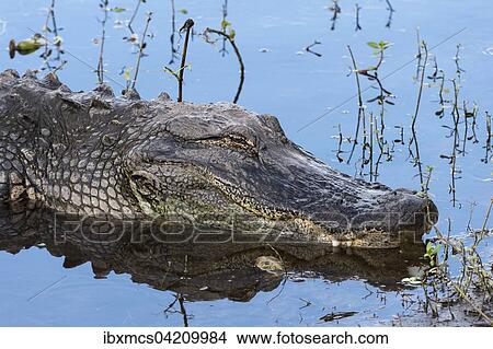 Picture - Mississippi-Alligator (Alligator mississippiensis), Anhinga Trail, Everglades-Nationalpark, Florida, USA, Nordamerika. Fotosearch