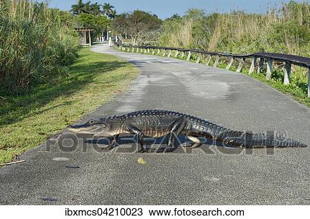 Mississippi-Alligator (Alligator mississippiensis) lauft uber Weg, Anhinga Trail, Everglades-Nationalpark, Florida, USA, Nordamerika View Large Photo Image Stock Image - Mississippi-Alligator (Alligator mississippiensis) lauft uber Weg, Anhinga Trail, Everglades-Nationalpark, Florida, USA, Nordamerika. Fotosearch