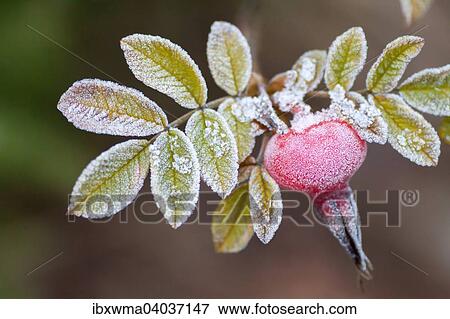 Mit Raureif bedeckte Hagebutte, Hunds-Rose (Rosa canina), Hessen, Deutschland, Europa View Large Photo Image Stock Photo - Mit Raureif bedeckte Hagebutte, Hunds-Rose (Rosa canina), Hessen, Deutschland, Europa. Fotosearch