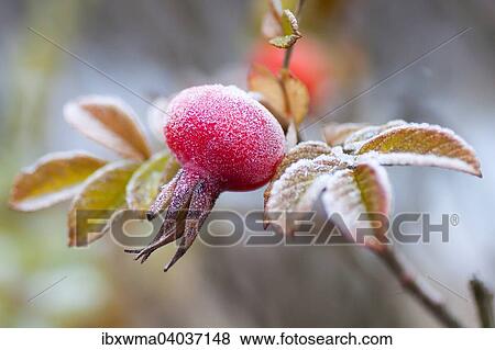 Mit Raureif bedeckte Hagebutte, Hunds-Rose (Rosa canina), Hessen, Deutschland, Europa View Large Photo Image Stock Photo - Mit Raureif bedeckte Hagebutte, Hunds-Rose (Rosa canina), Hessen, Deutschland, Europa. Fotosearch