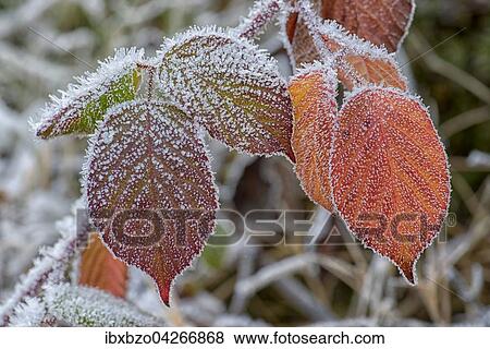 Mit Raureif uberzogene herbstliche Blatter der Brombeere (Rubus sectio Rubus), Bohmerwald, Tschechien, Europa View Large Photo Image Stock Photo - Mit Raureif uberzogene herbstliche Blatter der Brombeere (Rubus sectio Rubus), Bohmerwald, Tschechien, Europa. Fotosearch