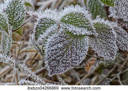 Mit Raureif uberzogene herbstliche Blatter der Brombeere (Rubus sectio Rubus), Bohmerwald, Tschechien, Europa View Large Photo Image Stock Photo - Mit Raureif uberzogene herbstliche Blatter der Brombeere (Rubus sectio Rubus), Bohmerwald, Tschechien, Europa. Fotosearch