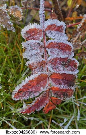 Stock Photo - Mit Raureif uberzogenes Blatt der Eberesche (Sorbus aucuparia), Bohmerwald, Tschechien, Europa. Fotosearch