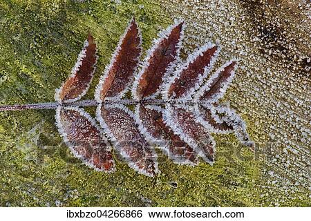 Stock Photograph - Mit Raureif uberzogenes Blatt der Eberesche (Sorbus aucuparia), Bohmerwald, Tschechien, Europa. Fotosearch
