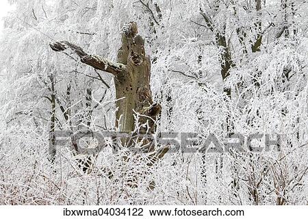 Mit Schnee bedeckter Laubwald, Hessen, Deutschland, Europa View Large Photo Image Stock Image - Mit Schnee bedeckter Laubwald, Hessen, Deutschland, Europa. Fotosearch