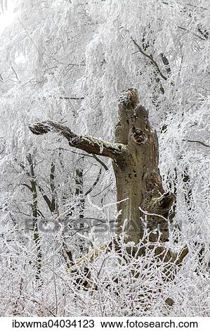 Mit Schnee bedeckter Laubwald, Hessen, Deutschland, Europa View Large Photo Image Stock Image - Mit Schnee bedeckter Laubwald, Hessen, Deutschland, Europa. Fotosearch