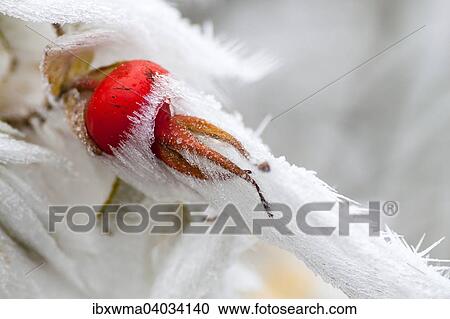 Mit Schnee und Raureif bedeckte Hagebutte (Rosa canina), Hessen, Deutschland, Europa View Large Photo Image Stock Image - Mit Schnee und Raureif bedeckte Hagebutte (Rosa canina), Hessen, Deutschland, Europa. Fotosearch