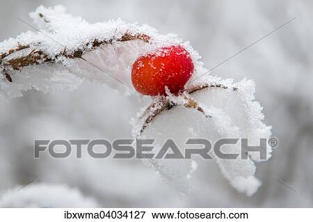 Mit Schnee und Raureif bedeckte Hagebutte (Rosa canina), Hessen, Deutschland, Europa View Large Photo Image Stock Photo - Mit Schnee und Raureif bedeckte Hagebutte (Rosa canina), Hessen, Deutschland, Europa. Fotosearch