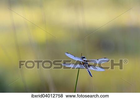 Mit Tau bedeckter Plattbauch (Libellula depressa) an Binse, Grosses Veen, Nordrhein-Westfalen, Deutschland, Europa View Large Photo Image Stock Photo - Mit Tau bedeckter Plattbauch (Libellula depressa) an Binse, Grosses Veen, Nordrhein-Westfalen, Deutschland, Europa. Fotosearch