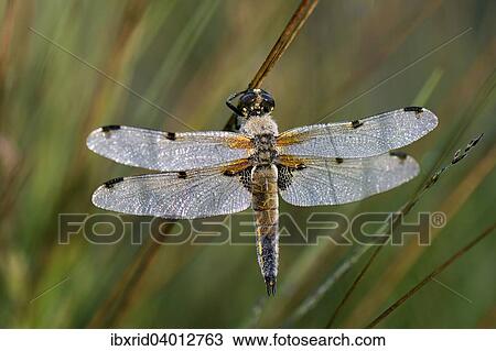 Stock Image - Mit Tau bedeckter Vierfleck (Libellula quadrimaculata) an Binse, Grosses Veen, Nordrhein-Westfalen, Deutschland, Europa. Fotosearch
