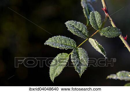 Mit Tautropfen bedecktes Blatt der der Hundsrose (Rosa canina), Nordrhein-Westfalen, Deutschland, Europa View Large Photo Image Stock Image - Mit Tautropfen bedecktes Blatt der der Hundsrose (Rosa canina), Nordrhein-Westfalen, Deutschland, Europa. Fotosearch