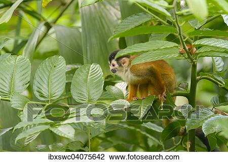 Stock Image - Mittelamerikanischer Totenkopfaffe oder Rotrucken-Totenkopfaffe (Saimiri oerstedii) auf Zweig, Provinz Puntarenas, Costa Rica, Nordamerika. Fotosearch