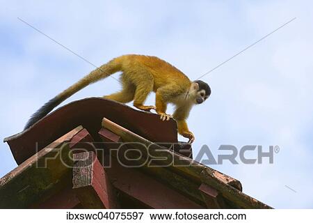 Stock Photo - Mittelamerikanischer Totenkopfaffe oder Rotrucken-Totenkopfaffe (Saimiri oerstedii) lauft auf Dach, Provinz Puntarenas, Costa Rica, Nordamerika. Fotosearch