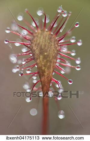 Mittlerer Sonnentau (Drosera intermedia), Emsland, Niedersachsen, Deutschland, Europa View Large Photo Image Stock Image - Mittlerer Sonnentau (Drosera intermedia), Emsland, Niedersachsen, Deutschland, Europa. Fotosearch