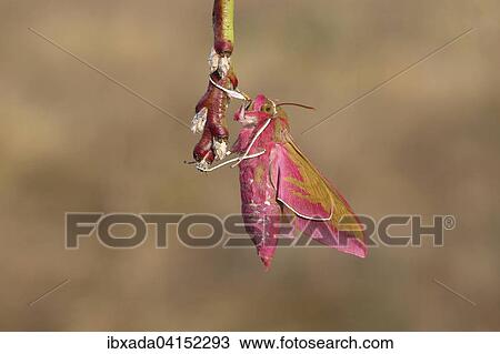 Mittlerer Weinschwarmer (Deilephila elpenor) an einem Zweig, Nordrhein-Westfalen, Deutschland, Europa View Large Photo Image Stock Image - Mittlerer Weinschwarmer (Deilephila elpenor) an einem Zweig, Nordrhein-Westfalen, Deutschland, Europa. Fotosearch