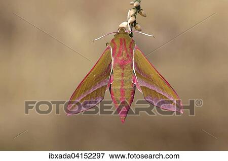 Mittlerer Weinschwarmer (Deilephila elpenor) an einem Zweig, Nordrhein-Westfalen, Deutschland, Europa View Large Photo Image Stock Photo - Mittlerer Weinschwarmer (Deilephila elpenor) an einem Zweig, Nordrhein-Westfalen, Deutschland, Europa. Fotosearch