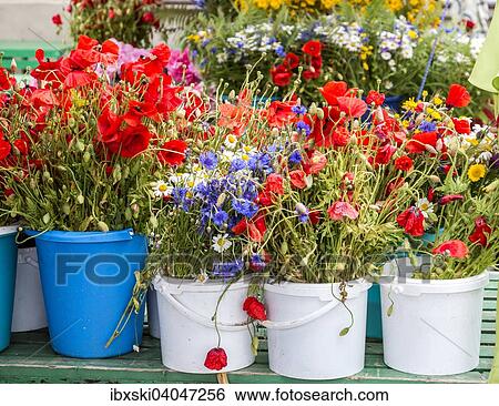 Mohnblumen und Wiesenblumen am Blumenmarkt am Zentralmarkt vor den zentralen Markthallen, Riga, Lettland, Europa View Large Photo Image Stock Photograph - Mohnblumen und Wiesenblumen am Blumenmarkt am Zentralmarkt vor den zentralen Markthallen, Riga, Lettland, Europa. Fotosearch