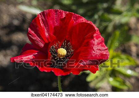 Mohnblute (Papaver sp. ), rot View Large Photo Image Stock Image - Mohnblute (Papaver sp. ), rot. Fotosearch