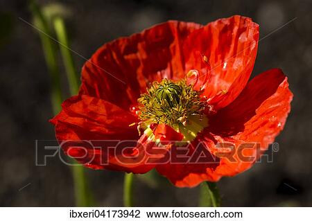 Stock Image - Mohnblute (Papaver sp. ). Fotosearch