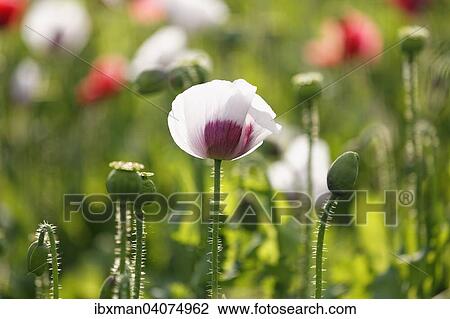Mohnfeld, Schlafmohn (Papaver somniferum), Niederosterreich, Osterreich, Europa View Large Photo Image Stock Image - Mohnfeld, Schlafmohn (Papaver somniferum), Niederosterreich, Osterreich, Europa. Fotosearch