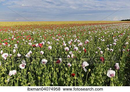 Mohnfeld, Schlafmohn (Papaver somniferum), bei Sallingberg, Waldviertel, Niederosterreich, Osterreich, Europa View Large Photo Image Stock Photo - Mohnfeld, Schlafmohn (Papaver somniferum), bei Sallingberg, Waldviertel, Niederosterreich, Osterreich, Europa. Fotosearch