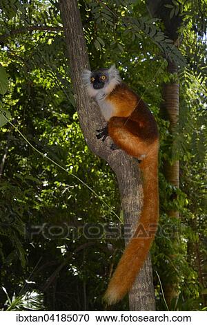 Mohrenmaki (Eulemur macaco), Weibchen in den Regenwaldern des Lokobe Nationalparks, Nosy Be, Madagaskar, Afrika View Large Photo Image Stock Image - Mohrenmaki (Eulemur macaco), Weibchen in den Regenwaldern des Lokobe Nationalparks, Nosy Be, Madagaskar, Afrika. Fotosearch
