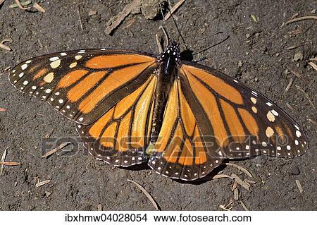 Monarchfalter (Danaus plexippus), El Rosario, Biospharenreservat Mariposa Monarca, Angangueo, Michoacan, Mexiko, Nordamerika View Large Photo Image Picture - Monarchfalter (Danaus plexippus), El Rosario, Biospharenreservat Mariposa Monarca, Angangueo, Michoacan, Mexiko, Nordamerika. Fotosearch