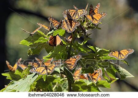 Stock Photograph - Monarchfalter (Danaus plexippus) im Winterquartier, El Rosario, Biospharenreservat Mariposa Monarca, Angangueo, Michoacan, Mexiko, Nordamerika. Fotosearch