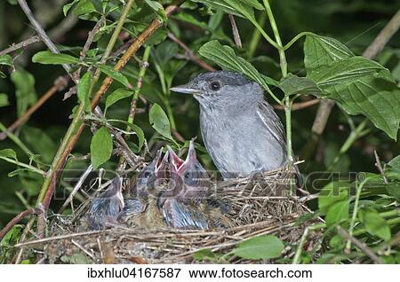 Monchsgrasmucke (Sylvia atricapilla), Mannchen am Nest bei seinen Jungvogeln, Baden-Wurttemberg, Deutschland, Europa View Large Photo Image Stock Photo - Monchsgrasmucke (Sylvia atricapilla), Mannchen am Nest bei seinen Jungvogeln, Baden-Wurttemberg, Deutschland, Europa. Fotosearch