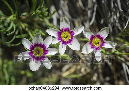 Montiopsis andicola, Maule-Tal, San Clemente, Region del Maule, Chile, Sudamerika View Large Photo Image Picture - Montiopsis andicola, Maule-Tal, San Clemente, Region del Maule, Chile, Sudamerika. Fotosearch