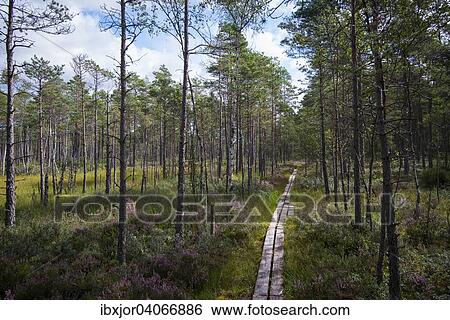 Stock Photograph - Moorlandschaft, Hochmoor, Grosses Moor, Nationalpark Store Mosse, Gnosjo, Varnamo, Smaland, Jonkopings lan, Schweden, Europa. Fotosearch