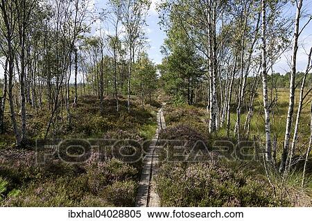 Moorlandschaft mit Birken, Hochmoor und Sumpfgebiet, Nationalpark Store Mosse, Smaland, Schweden, Europa View Large Photo Image Stock Photography - Moorlandschaft mit Birken, Hochmoor und Sumpfgebiet, Nationalpark Store Mosse, Smaland, Schweden, Europa. Fotosearch
