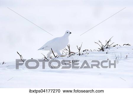 Stock Image - Moorschneehuhn (Lagopus lagopus) im weissen Federkleid in der gefrorenen, schneebedeckten, arktischen Tundra, Alaska, USA, Nordamerika. Fotosearch