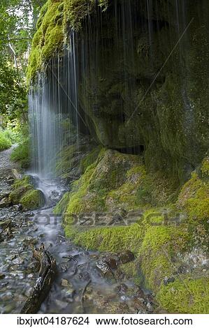 Picture - Moosbedeckter Wasserfall, Wutachschlucht, Schwarzwald, Baden-Wurttemberg, Deutschland, Europa. Fotosearch