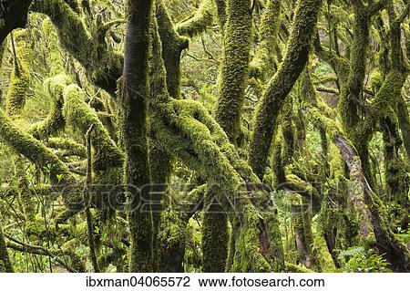 Moosbewachsene Baumstamme im Nebelwald, Lorbeerwald, Nationalpark Garajonay, La Gomera, Kanarische Inseln, Spanien, Europa View Large Photo Image Stock Image - Moosbewachsene Baumstamme im Nebelwald, Lorbeerwald, Nationalpark Garajonay, La Gomera, Kanarische Inseln, Spanien, Europa. Fotosearch