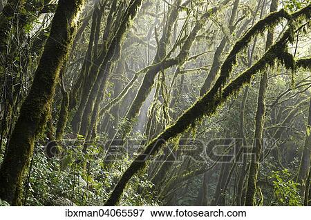 Moosbewachsene Baumstamme im Nebelwald, Lorbeerwald, Nationalpark Garajonay, La Gomera, Kanarische Inseln, Spanien, Europa View Large Photo Image Stock Photo - Moosbewachsene Baumstamme im Nebelwald, Lorbeerwald, Nationalpark Garajonay, La Gomera, Kanarische Inseln, Spanien, Europa. Fotosearch