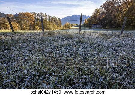 Morgendlicher Rauhreif auf einer Wiese, Herbststimmung, Liebenstein bei Bad Hindelang, Allgau, Bayern, Deutschland, Europa View Large Photo Image Stock Photo - Morgendlicher Rauhreif auf einer Wiese, Herbststimmung, Liebenstein bei Bad Hindelang, Allgau, Bayern, Deutschland, Europa. Fotosearch
