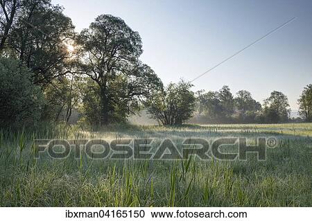 Morgenstimmung in Feuchtwiese, Naturschutzgebiet Mundung der Tiroler Achen, Grabenstatt, Chiemgau, Oberbayern, Bayern, Deutschland, Europa View Large Photo Image Stock Image - Morgenstimmung in Feuchtwiese, Naturschutzgebiet Mundung der Tiroler Achen, Grabenstatt, Chiemgau, Oberbayern, Bayern, Deutschland, Europa. Fotosearch
