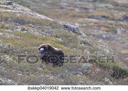 Stock Image - Moschusochse (Ovibos moschatus) auf dem Fjell, Dovrefjell-Sunndalsfjella-Nationalpark. Fotosearch