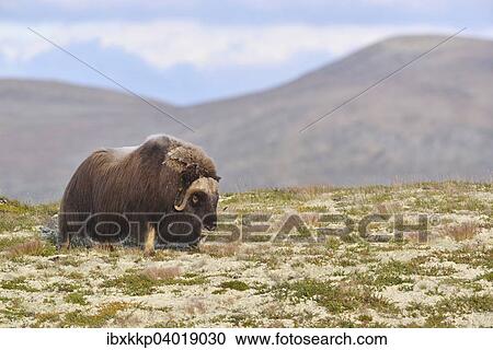 Moschusochse (Ovibos moschatus), Bulle auf dem Fjell, Dovrefjell-Sunndalsfjella-Nationalpark View Large Photo Image Stock Image - Moschusochse (Ovibos moschatus), Bulle auf dem Fjell, Dovrefjell-Sunndalsfjella-Nationalpark. Fotosearch