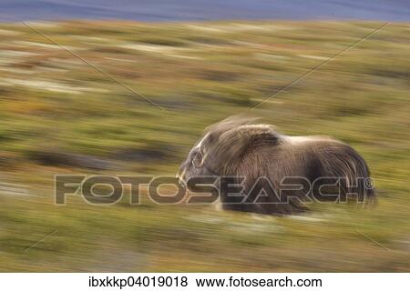 Moschusochse (Ovibos moschatus), Bulle lauft auf dem Fjell, Mitzieher, Dovrefjell-Sunndalsfjella-Nationalpark View Large Photo Image Stock Photo - Moschusochse (Ovibos moschatus), Bulle lauft auf dem Fjell, Mitzieher, Dovrefjell-Sunndalsfjella-Nationalpark. Fotosearch