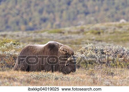Moschusochse (Ovibos moschatus), Bulle auf dem Fjell, Dovrefjell-Sunndalsfjella-Nationalpark View Large Photo Image Stock Photography - Moschusochse (Ovibos moschatus), Bulle auf dem Fjell, Dovrefjell-Sunndalsfjella-Nationalpark. Fotosearch