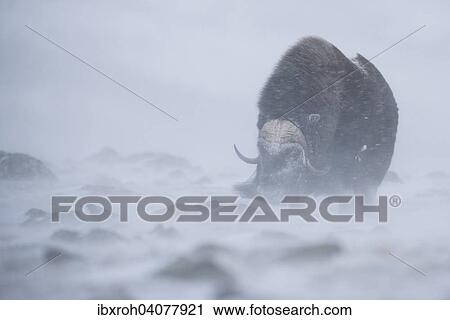 Moschusochse (Ovibos moschatus) im Schneesturm, Dovrefjell-Sunndalsfjella-Nationalpark, Norwegen, Europa View Large Photo Image Stock Image - Moschusochse (Ovibos moschatus) im Schneesturm, Dovrefjell-Sunndalsfjella-Nationalpark, Norwegen, Europa. Fotosearch