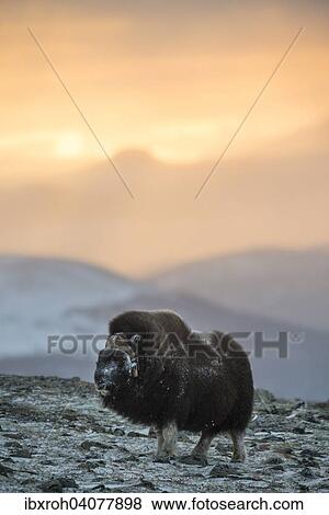 Moschusochse (Ovibos moschatus) im Morgenlicht, Dovrefjell-Sunndalsfjella-Nationalpark, Norwegen, Europa View Large Photo Image Stock Photo - Moschusochse (Ovibos moschatus) im Morgenlicht, Dovrefjell-Sunndalsfjella-Nationalpark, Norwegen, Europa. Fotosearch